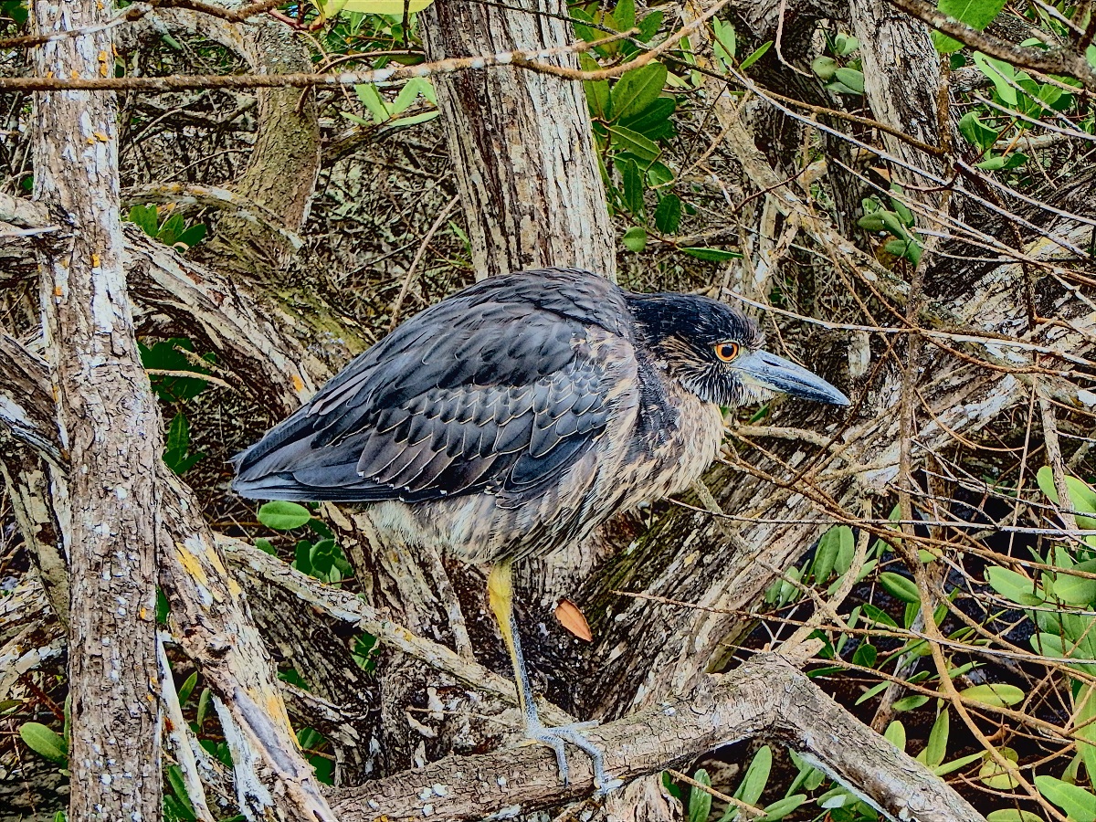 A lava heron perched in the trees