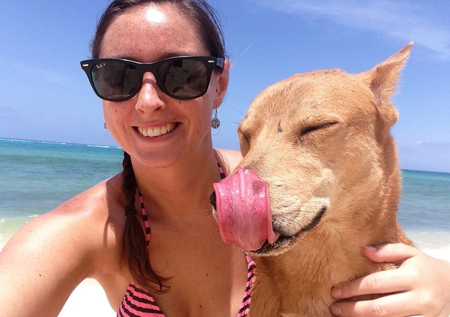 About Us, Jacks on a Journey, foster dogs, Grand Cayman, fun in the sun, rescue dogs