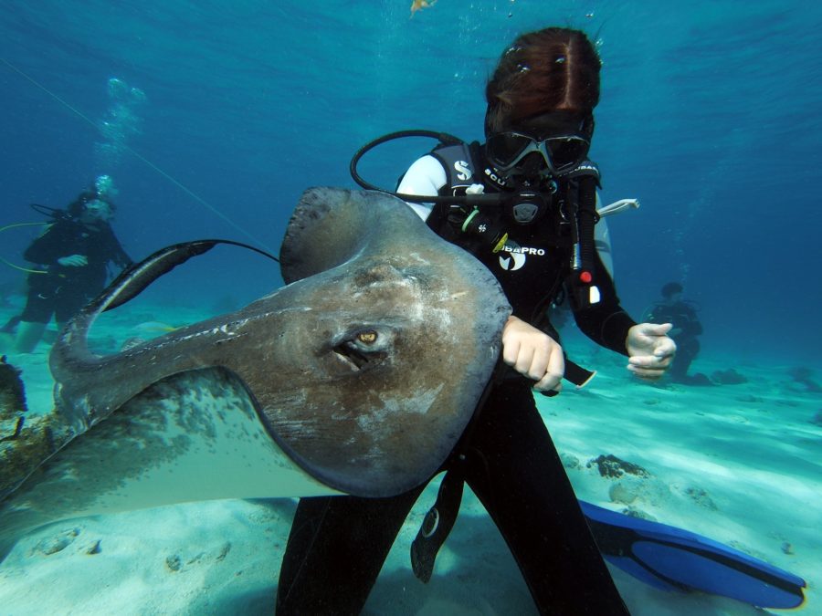 Diving Stingray City Grand Cayman