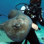 Diving Stingray City Grand Cayman