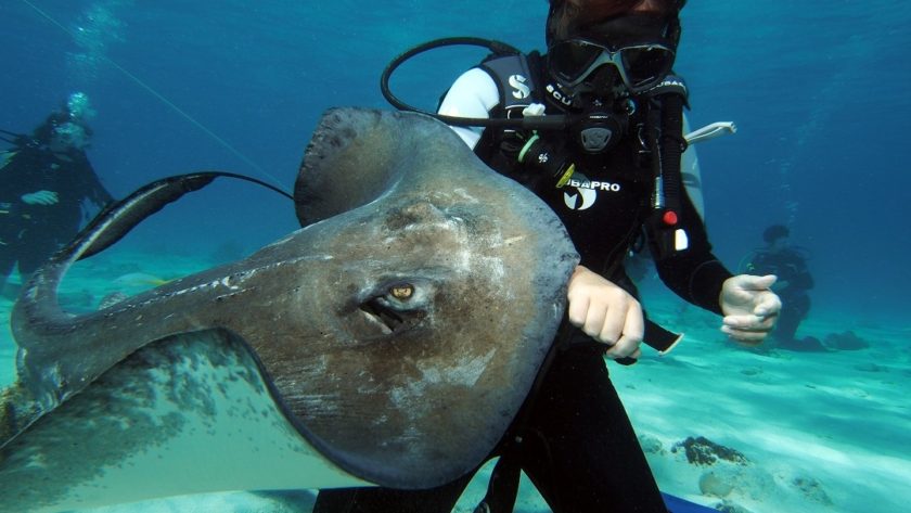 Diving Stingray City Grand Cayman