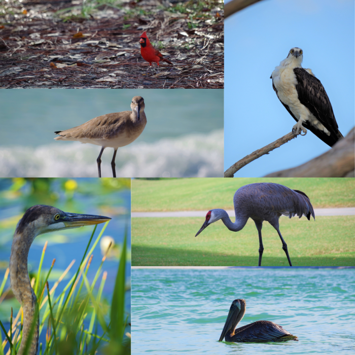 Birds of Florida