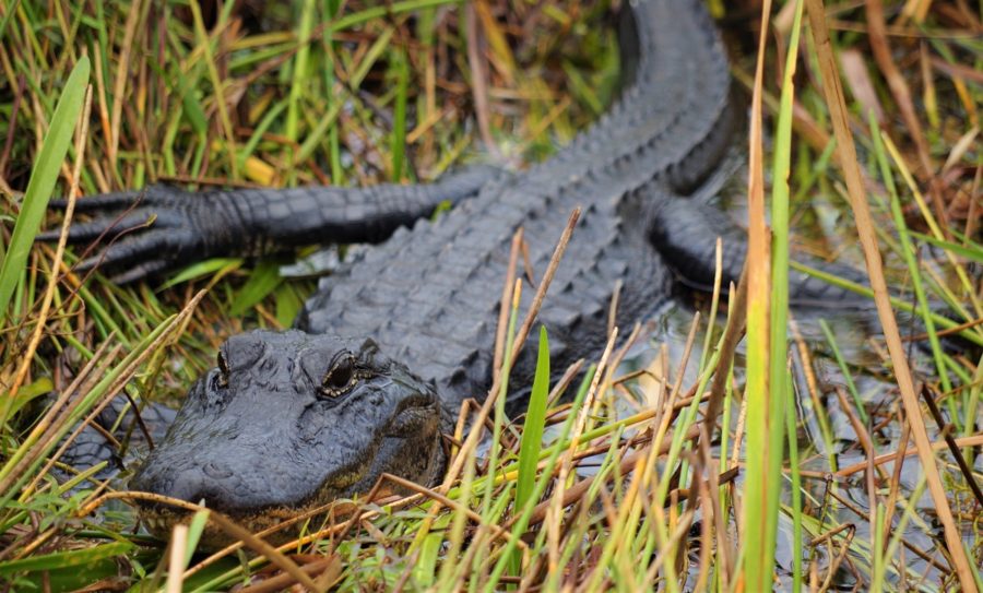 Seeing an alligator in the wild is definitely one of the best things to do in Florida