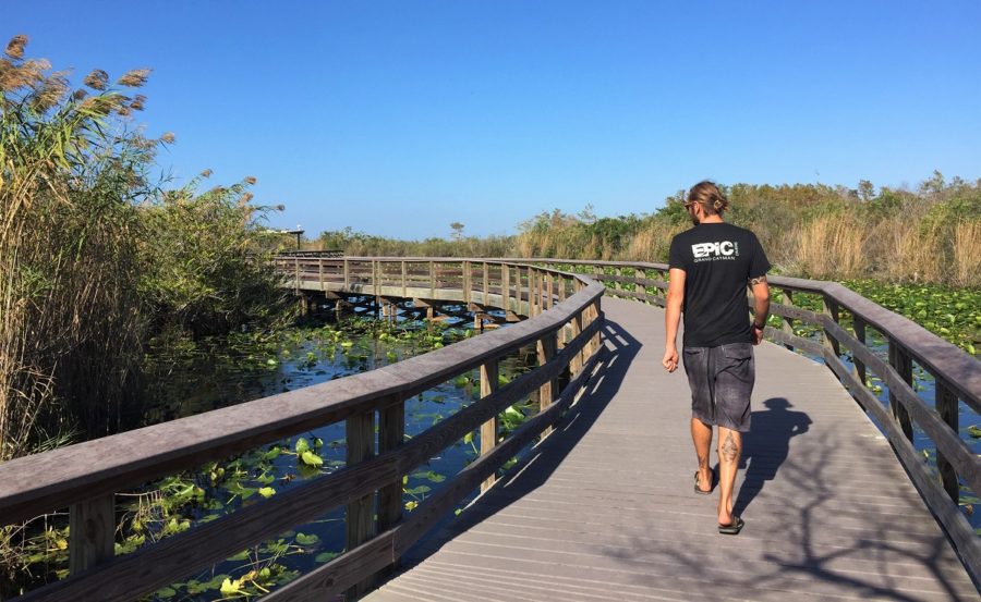 Rhys wandering the boardwalk through the mangroves