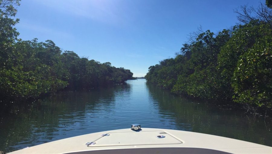 Boating through the mangroves