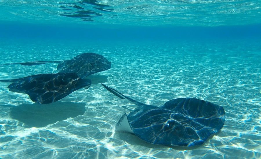 Meeting the stingrays is definitely high on our vacation guide to Grand Cayman