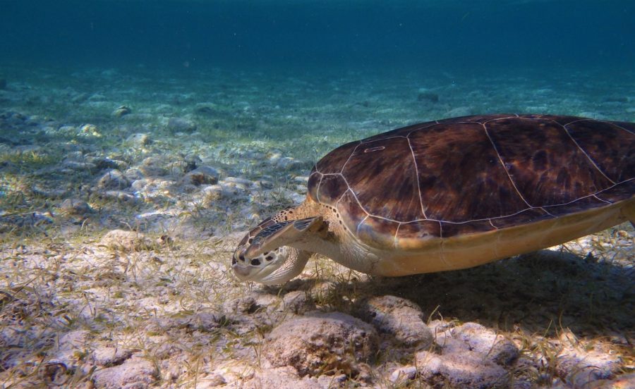 A turtle feeding among the shallows of Grand Cayman