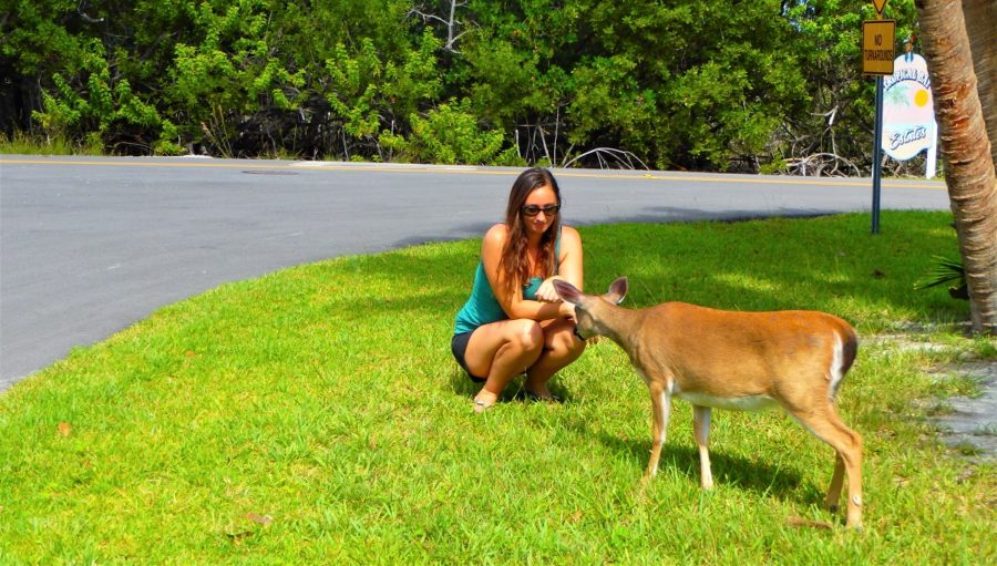 Meeting Florida's Key deer