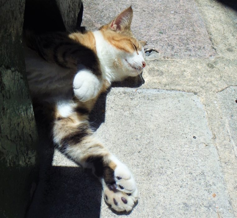 A 6-toed cat chilling in the Florida sunshine