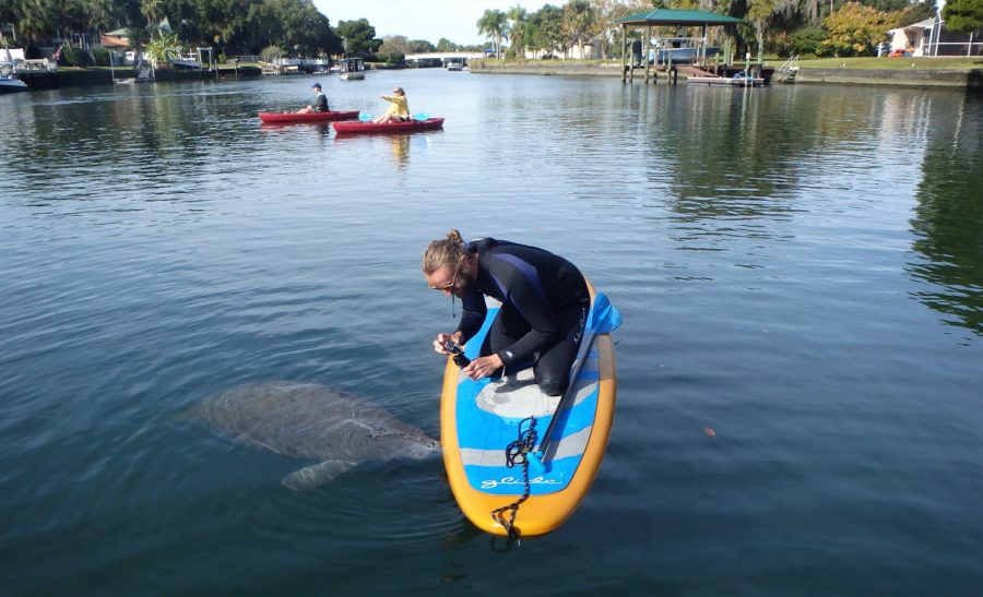 Rhys videoing a manatee from his SUP in Crystal River