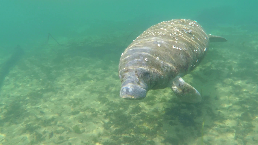 Underwater with a manatee at Crystal River Florida