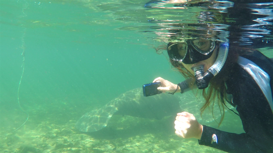 Me snapping photos of the manatees