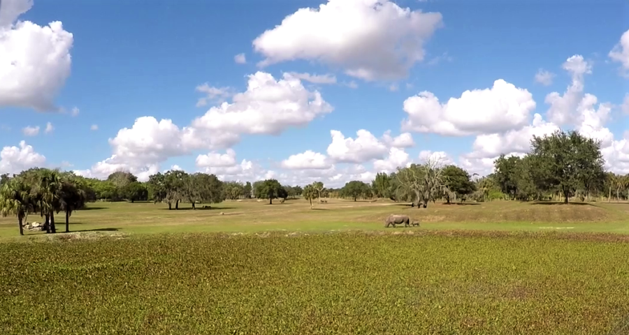 White rhinos in Busch Gardens Florida