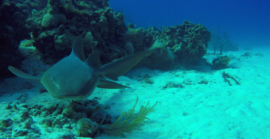 A nurse shark glaring into the lens