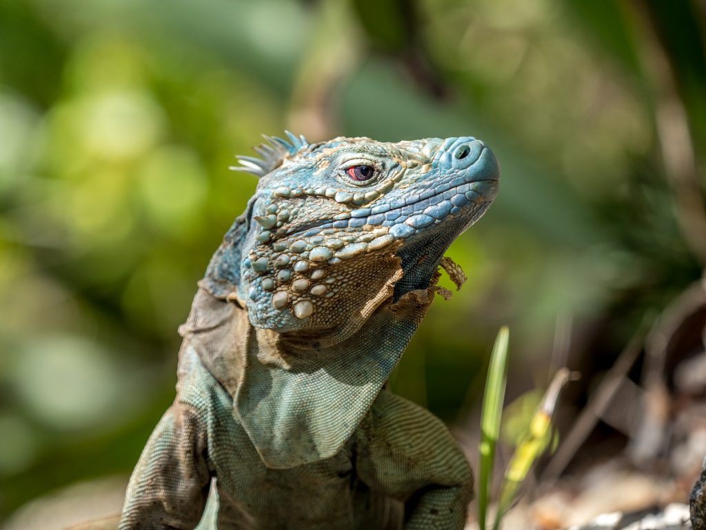 Seeing a Blue Iguana close up