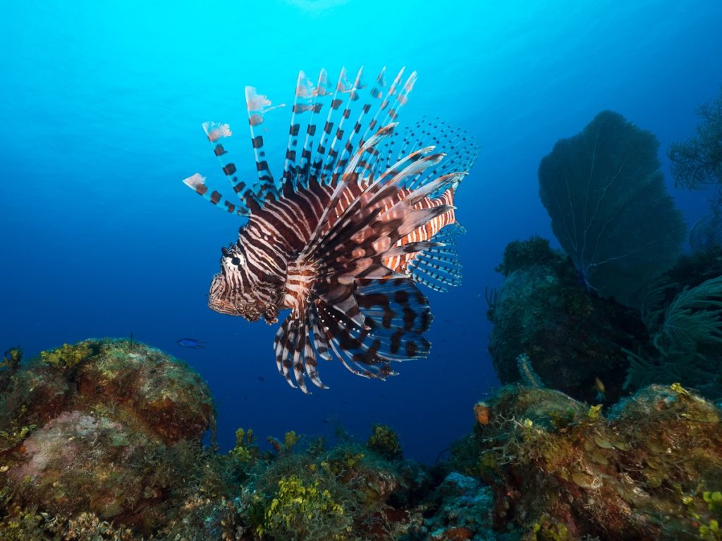 A lionfish in Grand Cayman